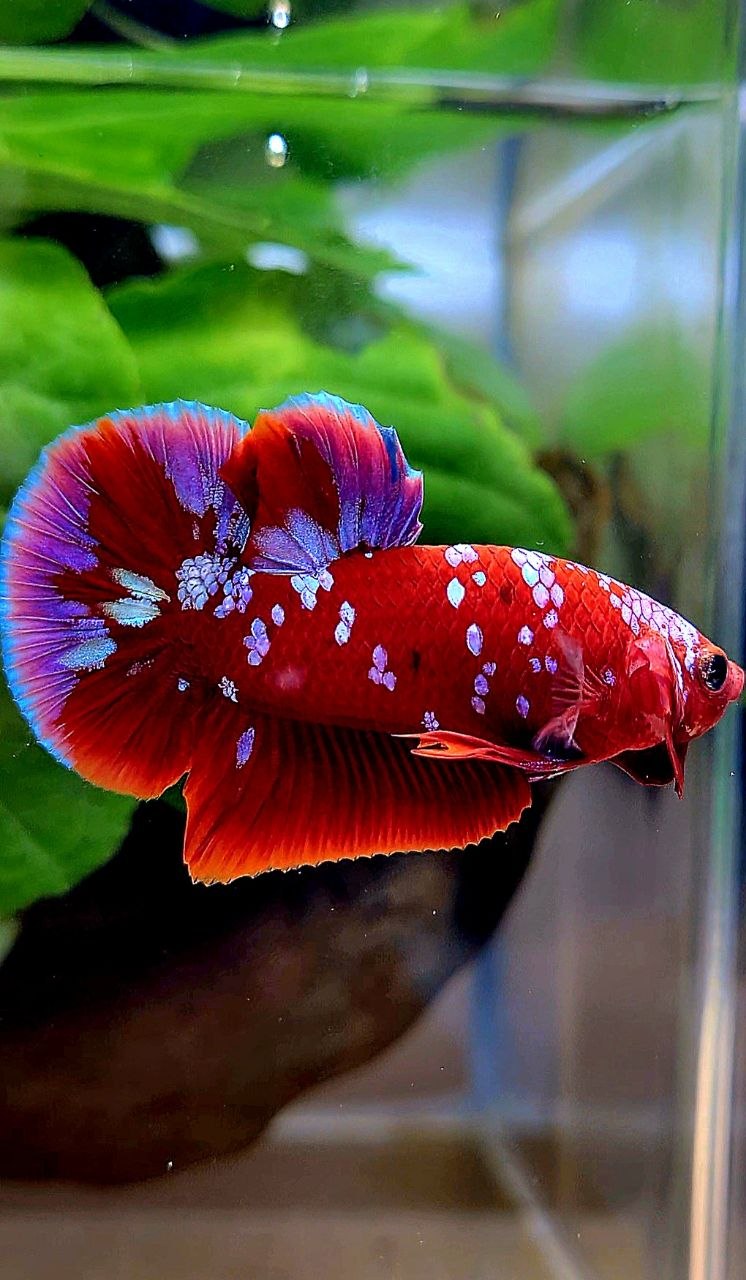 PLAKAT RED PURPLE GALAXY RPG PATTERN BETTA FISH