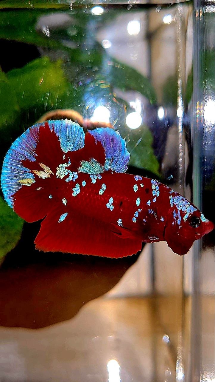 PLAKAT RED PURPLE GALAXY RPG PATTERN BETTA FISH