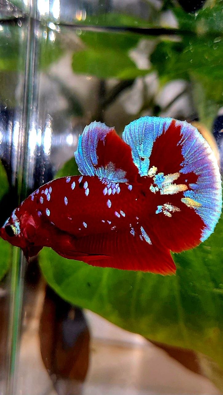 PLAKAT RED PURPLE GALAXY RPG PATTERN BETTA FISH