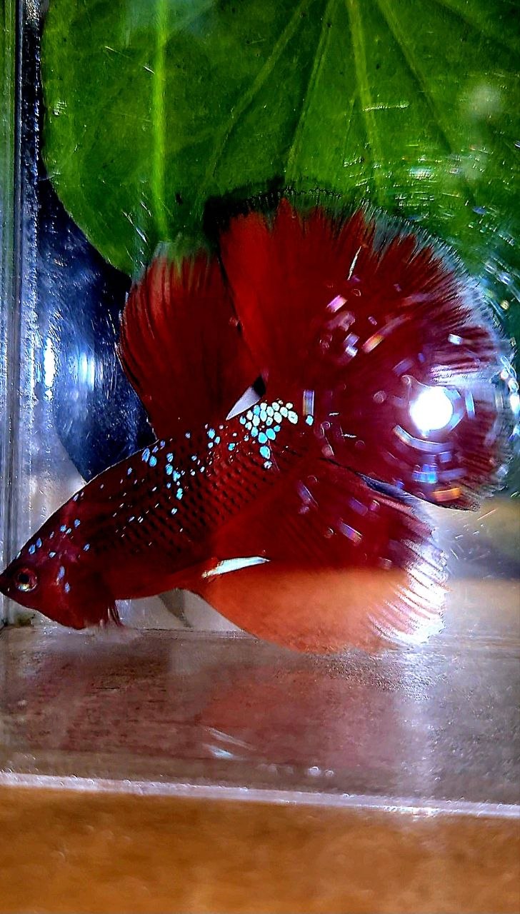 HALFMOON ROSETAIL PURPLE GALAXY RPG BETTA FISH
