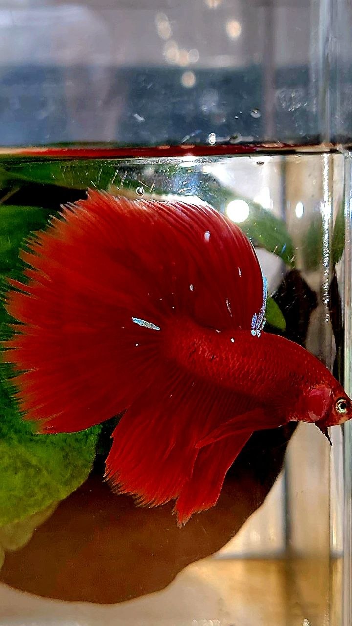 HALFMOON ROSETAIL RED PURPLE GALAXY BETTA FISH