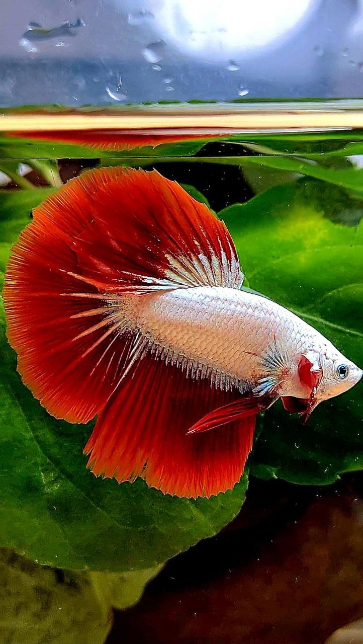 HALFMOON ROSETAIL RED DRAGON SNOW BETTA FISH