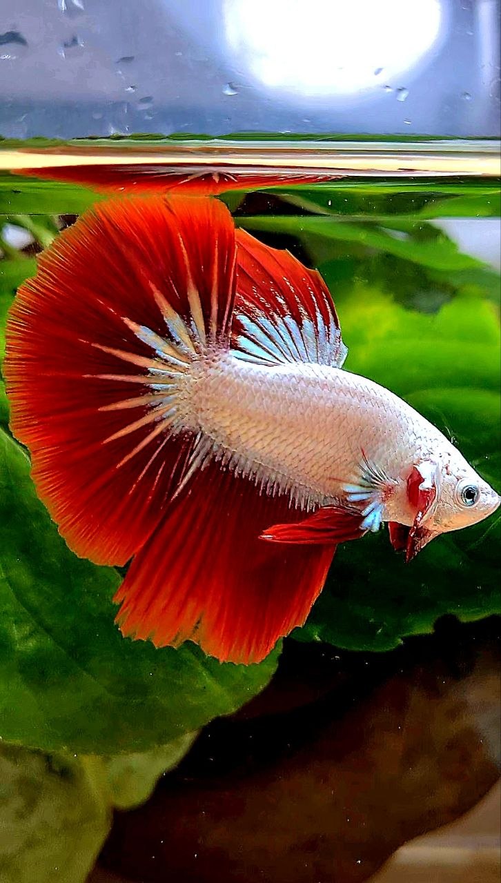 HALFMOON ROSETAIL RED DRAGON SNOW BETTA FISH