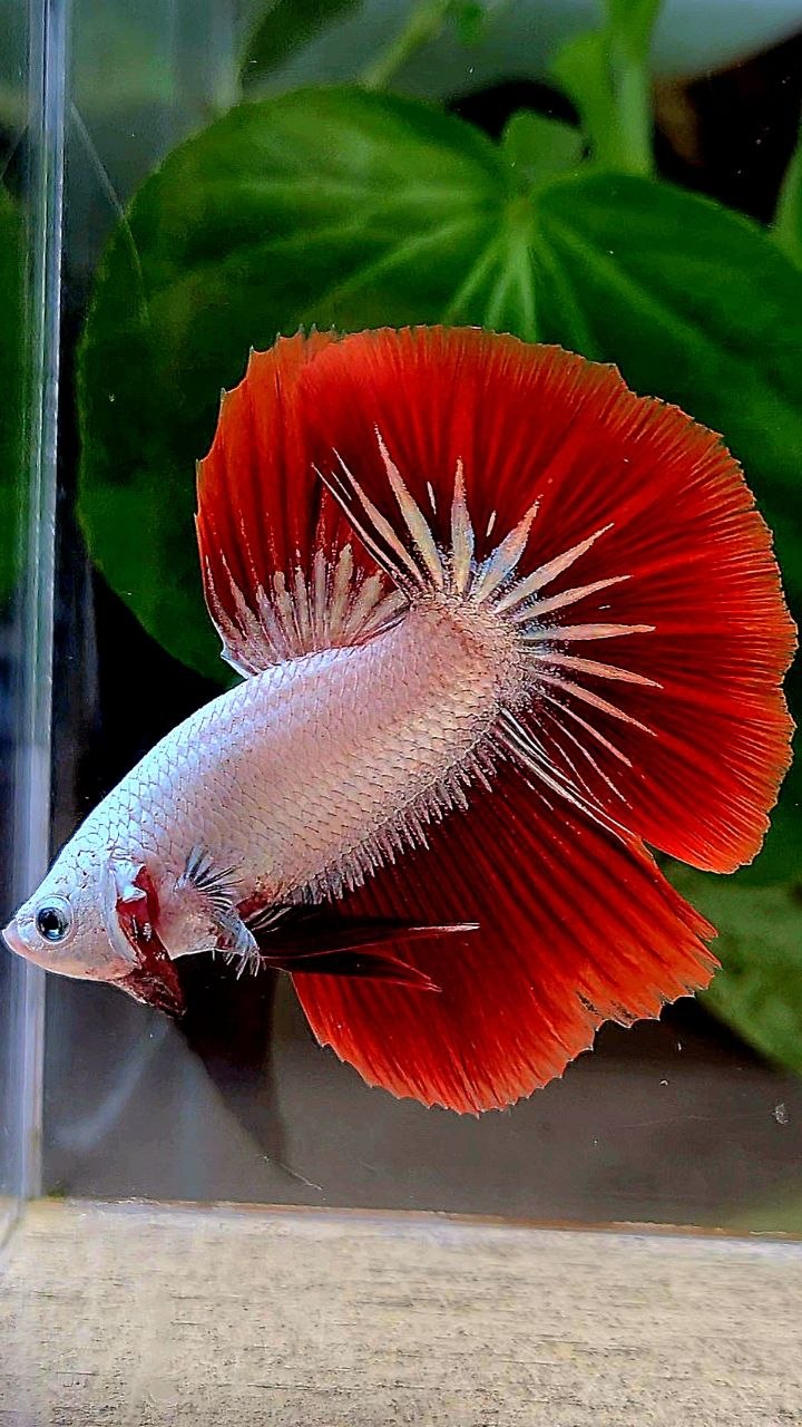 HALFMOON ROSETAIL RED DRAGON SNOW BETTA FISH