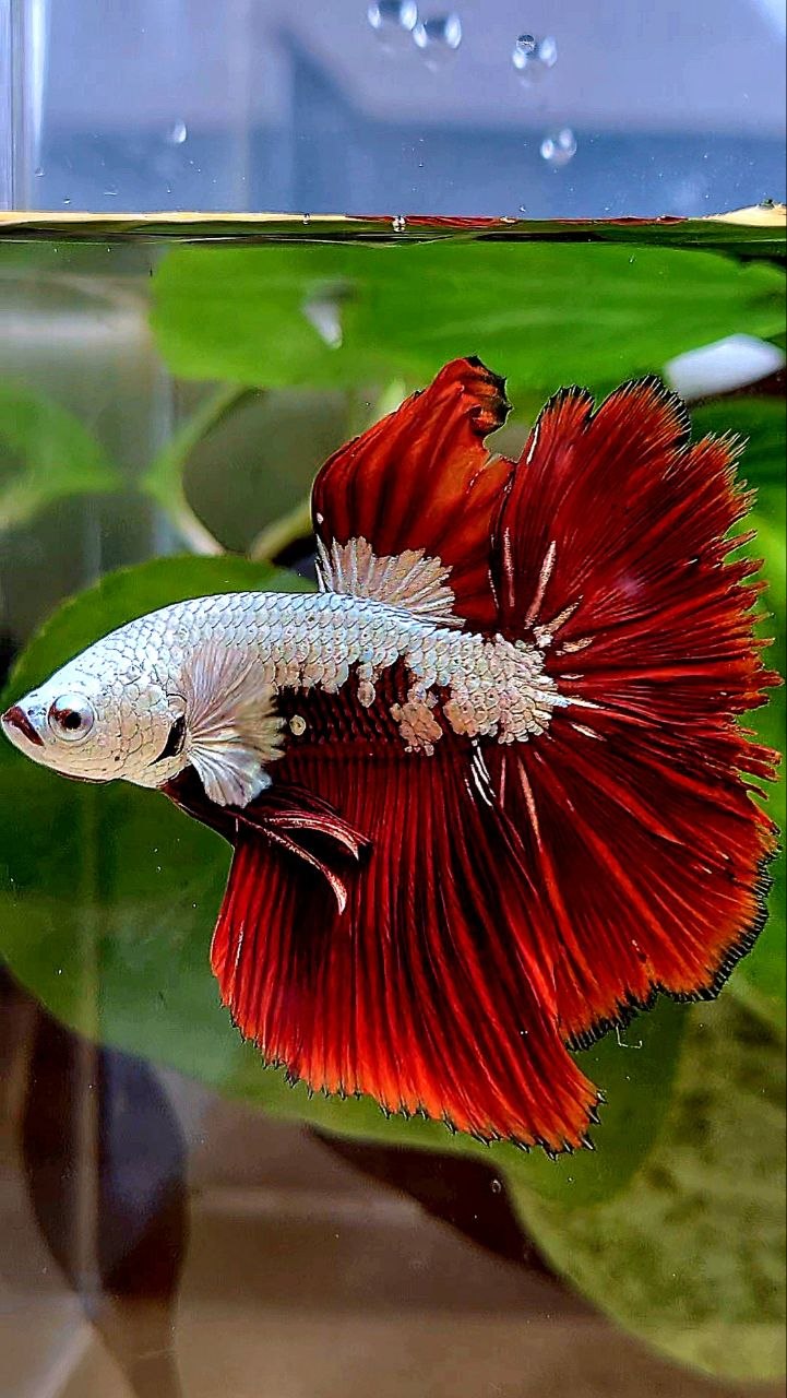 HALFMOON ROSETAIL RED MAMBA SNOW SAMURAI MASKING BETTA FISH