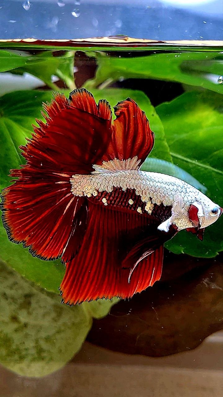 HALFMOON ROSETAIL RED MAMBA SNOW SAMURAI MASKING BETTA FISH