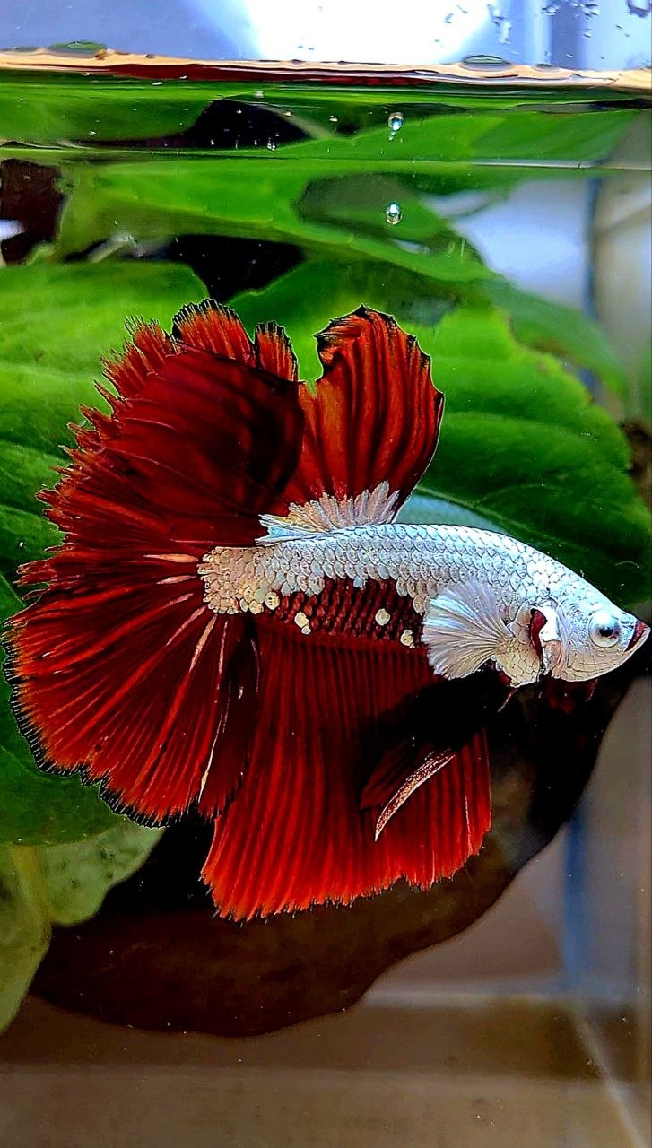 HALFMOON ROSETAIL RED MAMBA SNOW SAMURAI MASKING BETTA FISH