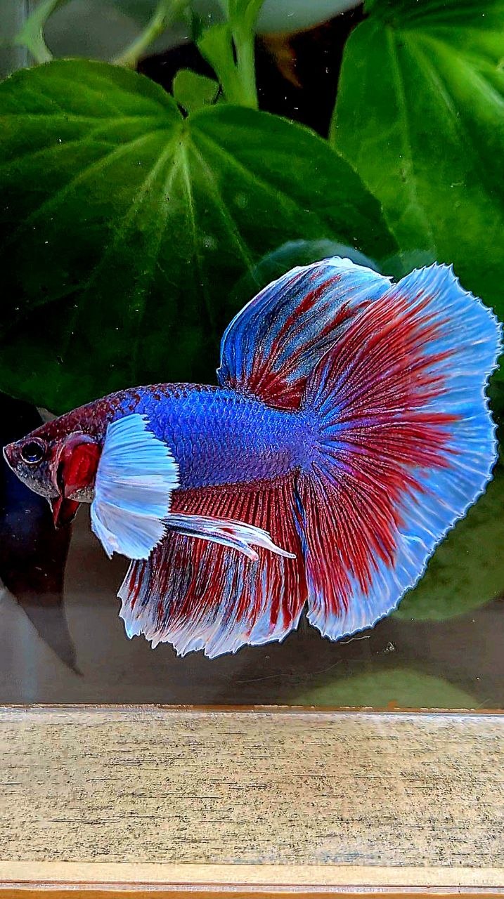 HALFMOON DUMBO EAR PURPLE BETTA FISH