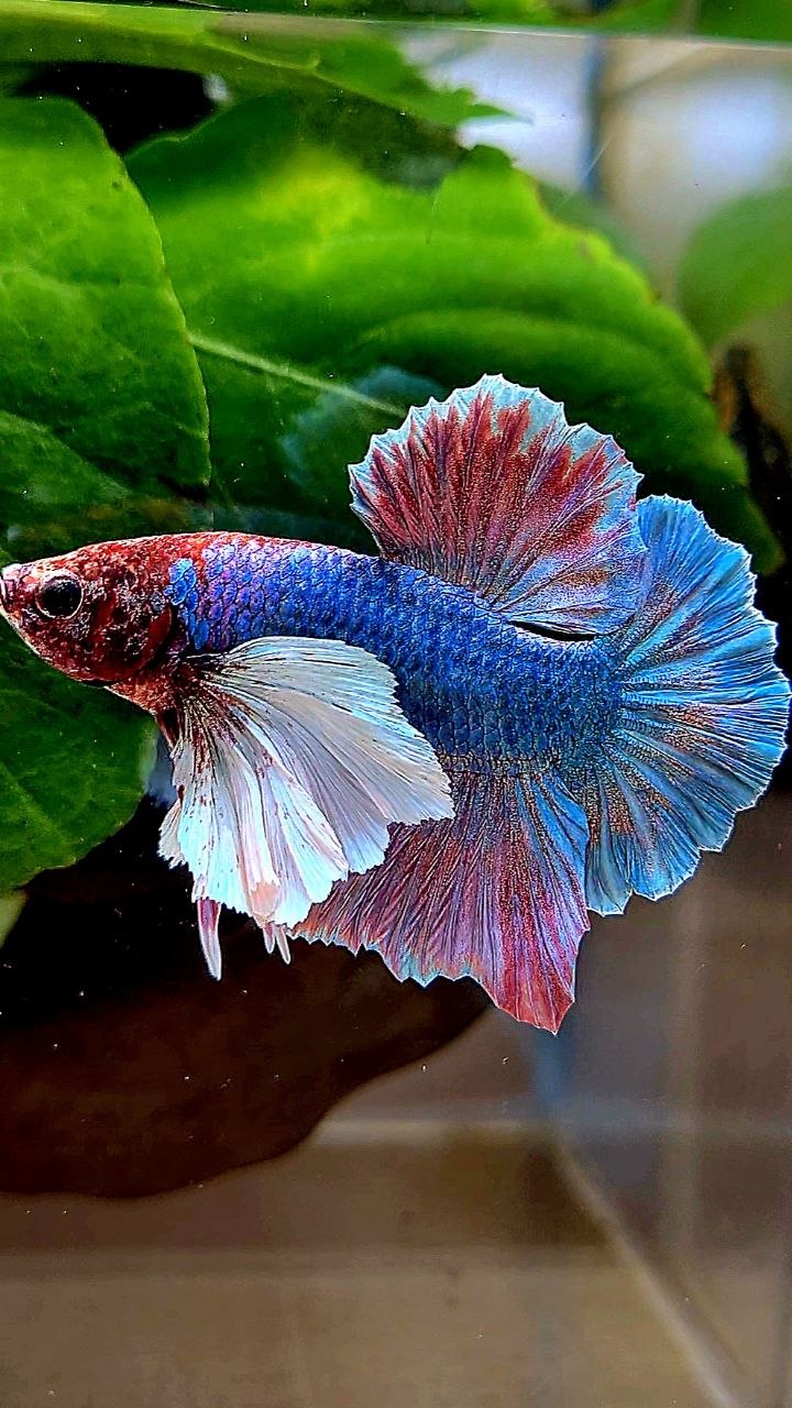 PLAKAT DUMBO EAR PURPLE PATTERN BETTA FISH