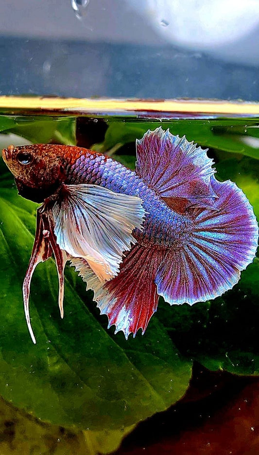 PLAKAT DUMBO EAR SUPER PURPLE BETTA FISH