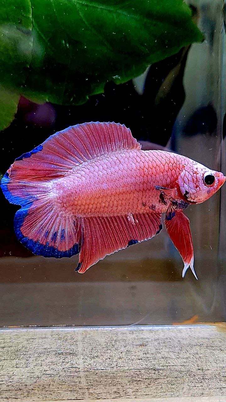 LUXURY PLAKAT DOUBLE TAIL SUPER PINK FLAMINGGO BETTA FISH