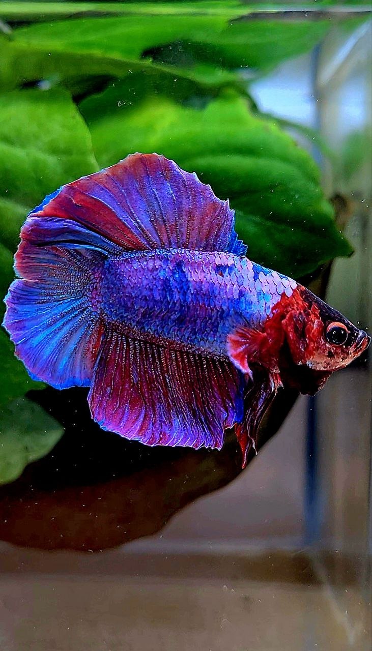 HMPK DOUBLE TAIL PURPLE FANCY BETTA FISH