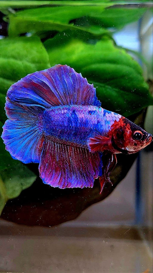 HMPK DOUBLE TAIL PURPLE FANCY BETTA FISH