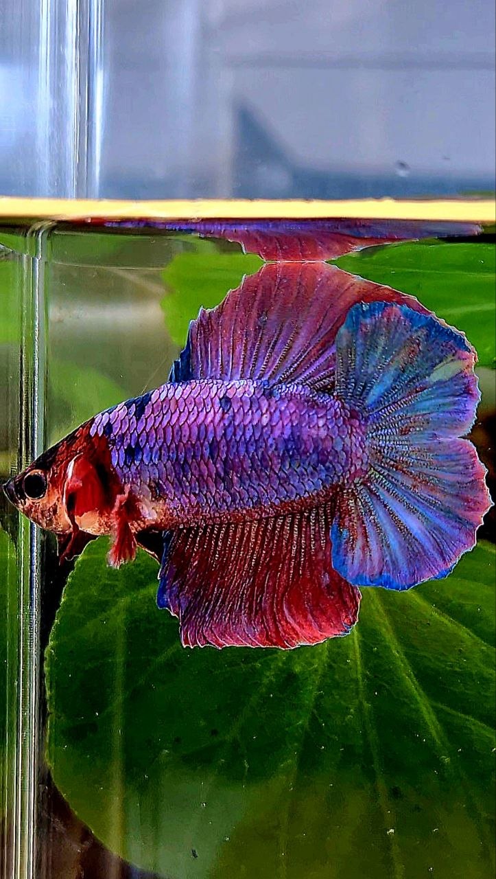 HMPK DOUBLE TAIL PURPLE FANCY BETTA FISH