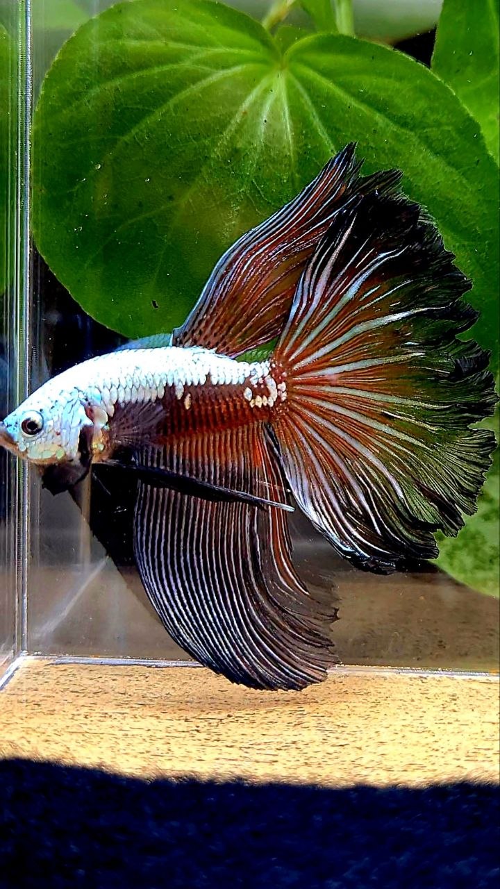 HALFMOON ROSETAIL BLACK SAMURAI MASKING BETTA FISH