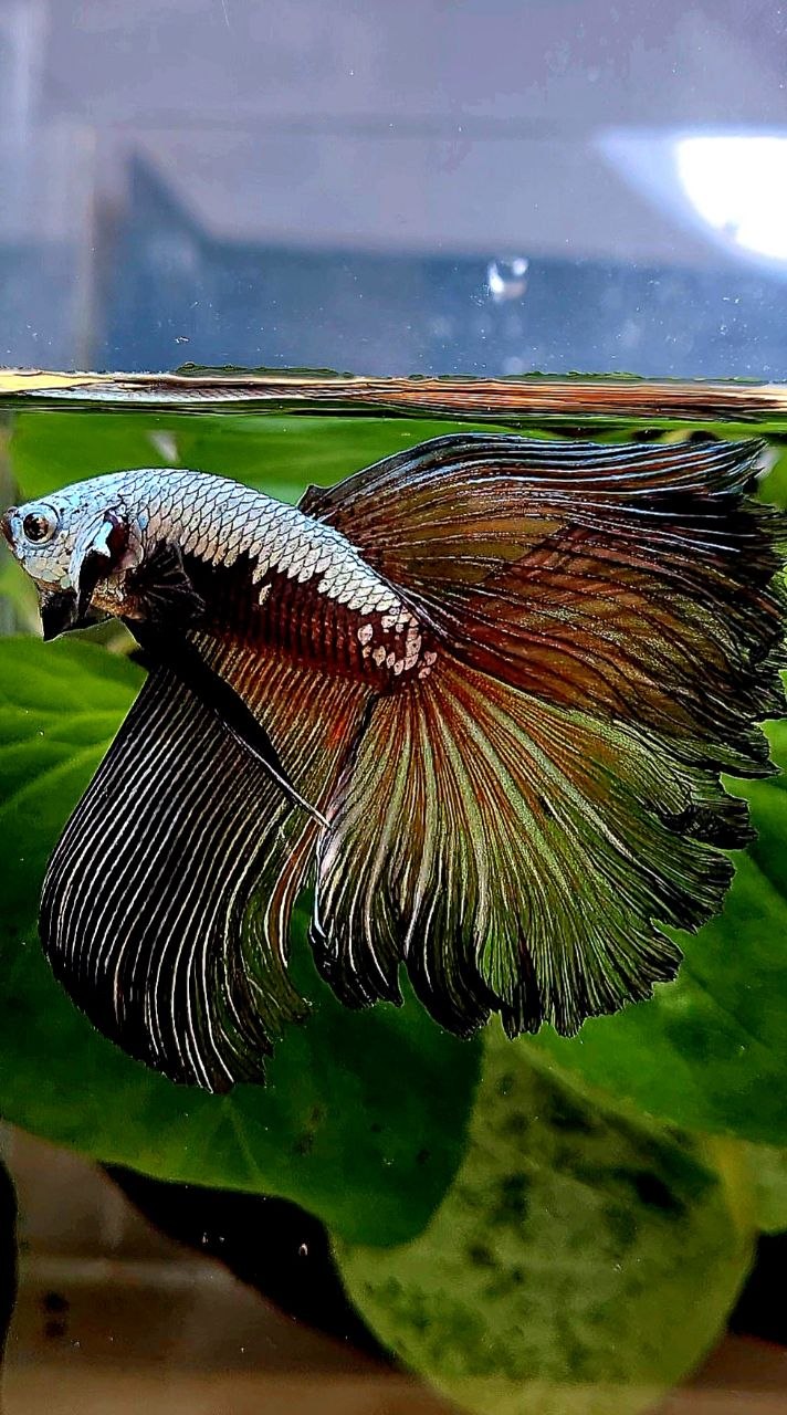 HALFMOON ROSETAIL BLACK SAMURAI MASKING BETTA FISH