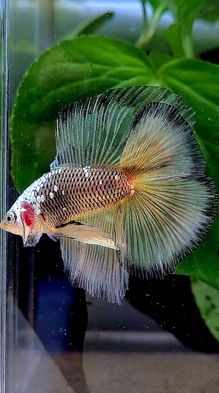 LUXURY HALFMOON DOUBLE TAIL BLACK YELLOW SAMURAI MASKING BETTA FISH