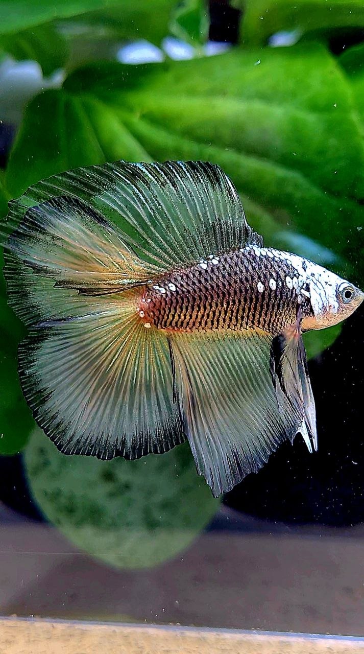 LUXURY HALFMOON DOUBLE TAIL BLACK YELLOW SAMURAI MASKING BETTA FISH