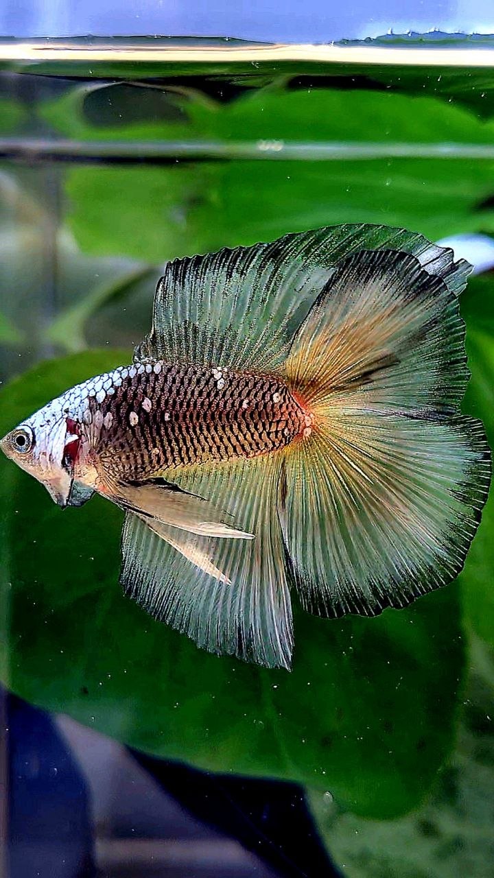 LUXURY HALFMOON DOUBLE TAIL BLACK YELLOW SAMURAI MASKING BETTA FISH