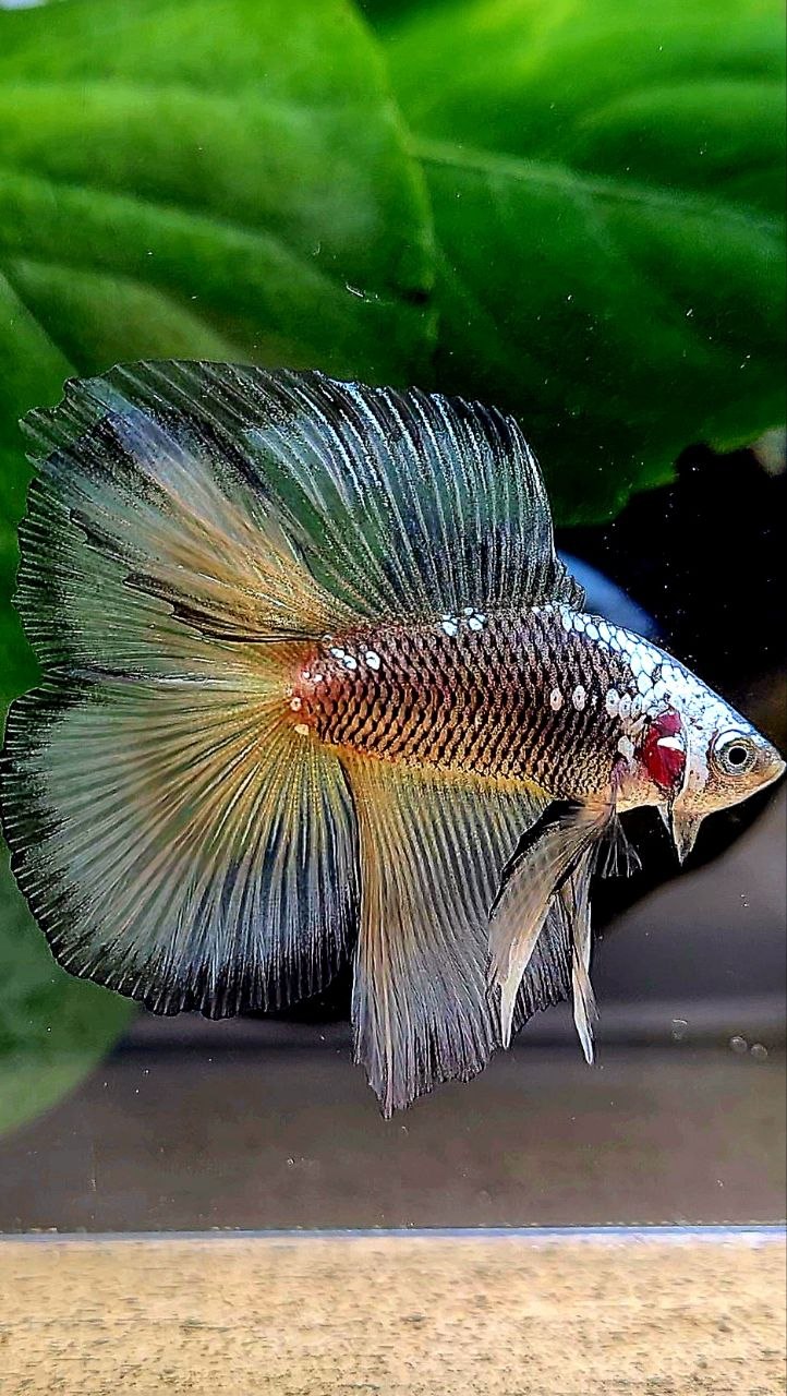 LUXURY HALFMOON DOUBLE TAIL BLACK YELLOW SAMURAI MASKING BETTA FISH