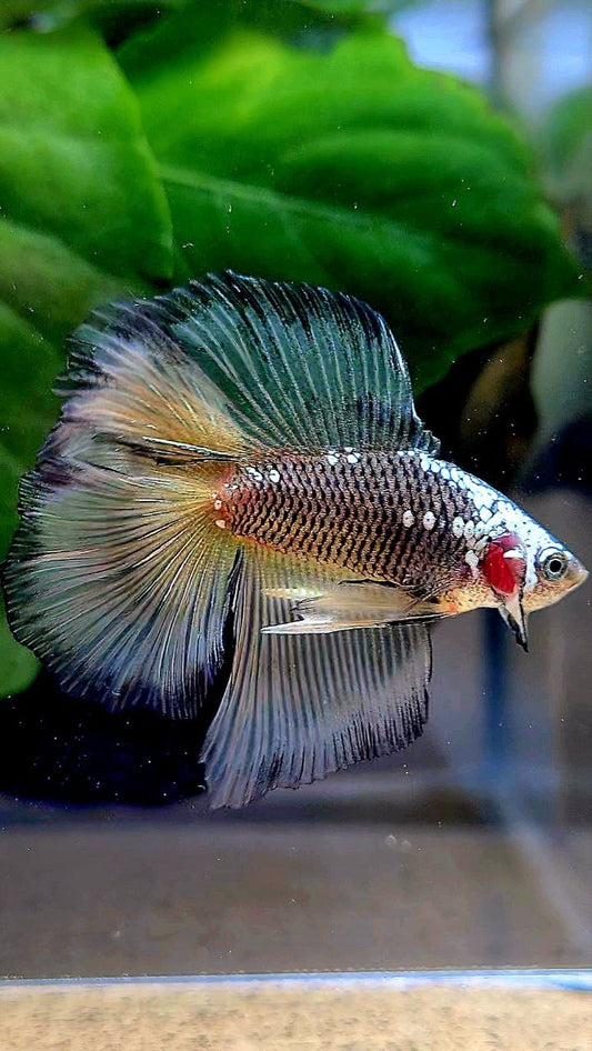 LUXURY HALFMOON DOUBLE TAIL BLACK YELLOW SAMURAI MASKING BETTA FISH
