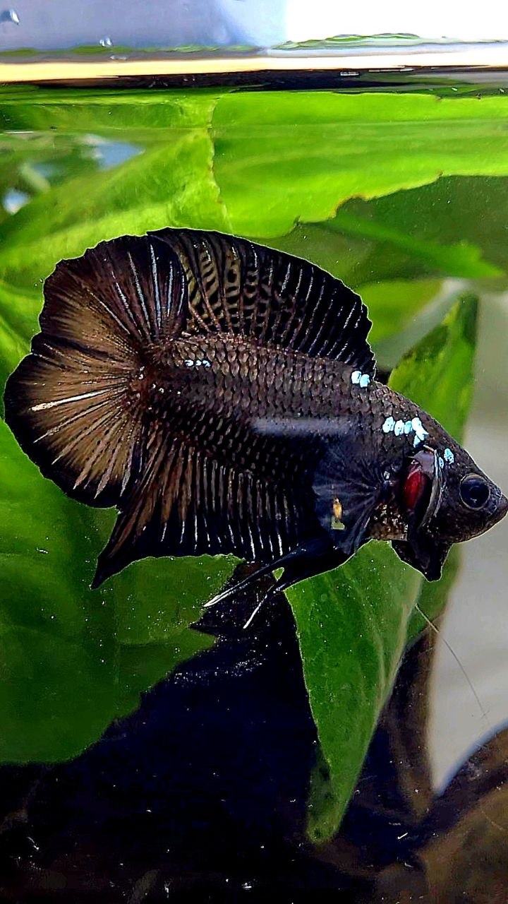PLAKAT DOUBLE TAIL BLACK COPPER GALAXY BETTA FISH