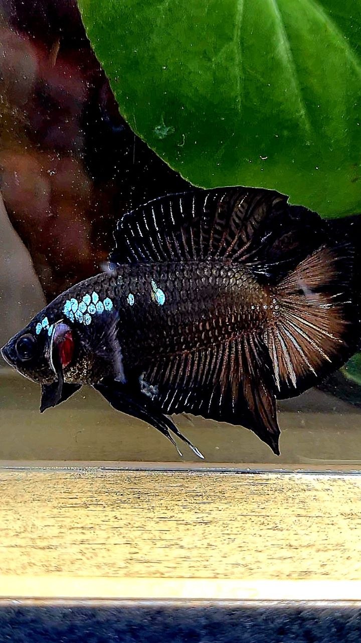 PLAKAT DOUBLE TAIL BLACK COPPER GALAXY BETTA FISH