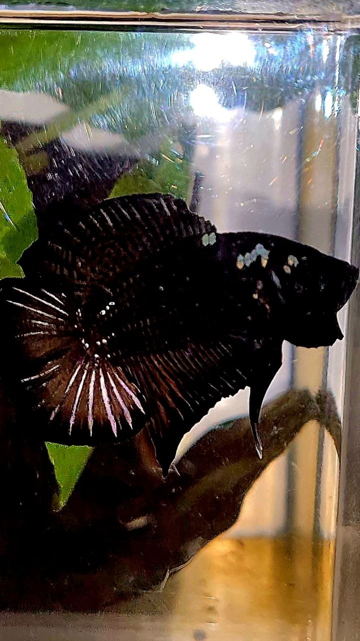 PLAKAT DOUBLE TAIL BLACK COPPER GALAXY BETTA FISH