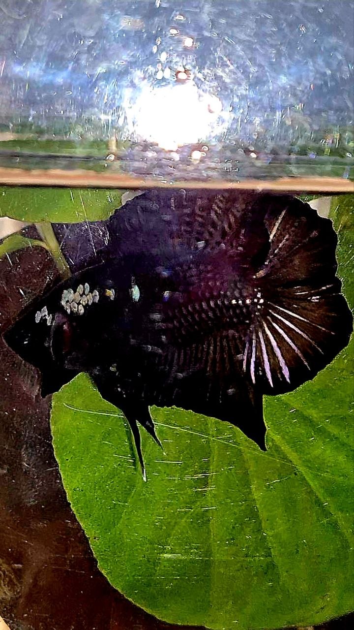 PLAKAT DOUBLE TAIL BLACK COPPER GALAXY BETTA FISH