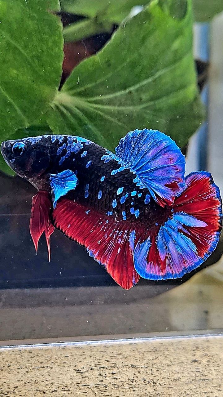 PLAKAT BLACK GALAXY AVATAR BLUE VAMPIRE BETTA FISH