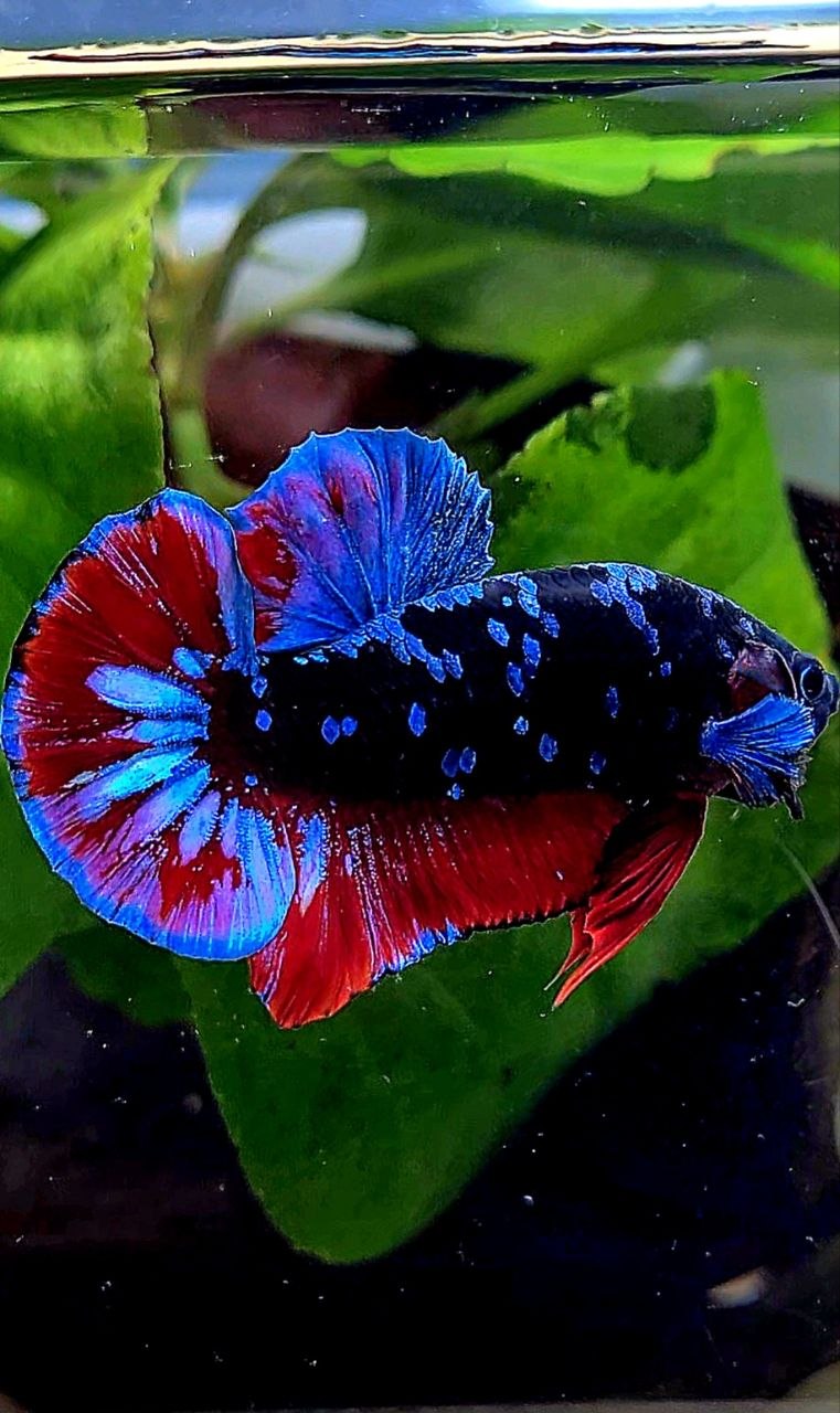 PLAKAT BLACK GALAXY AVATAR BLUE VAMPIRE BETTA FISH