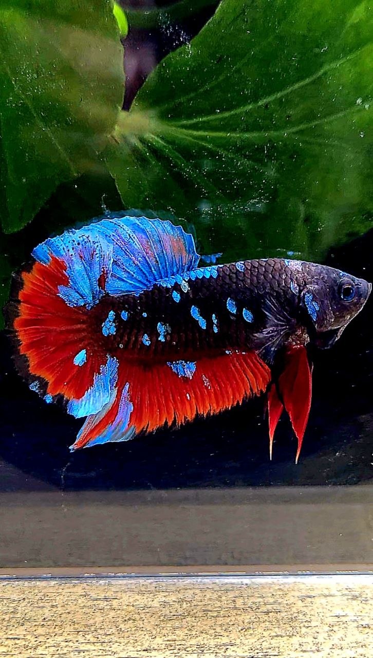 PLAKAT EMERALD BLACK GALAXY AVATAR VAMPIRE BETTA FISH