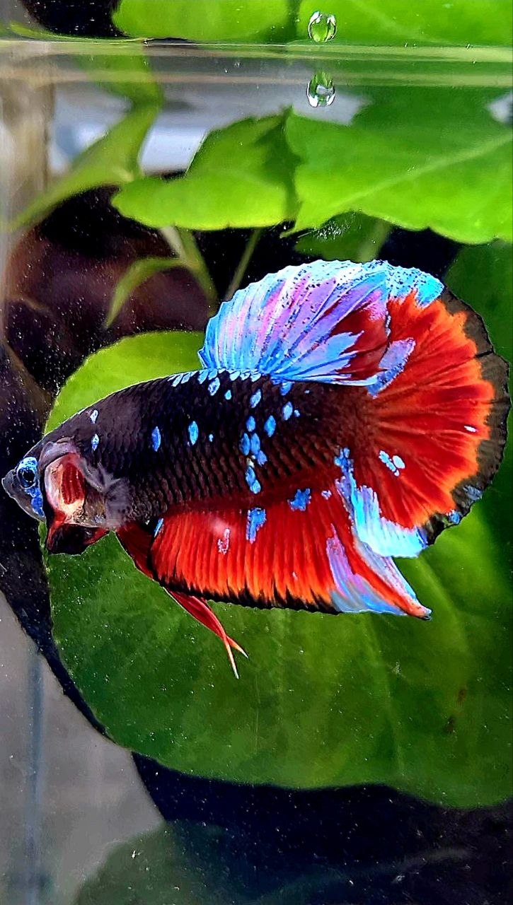 PLAKAT EMERALD BLACK GALAXY AVATAR VAMPIRE BETTA FISH