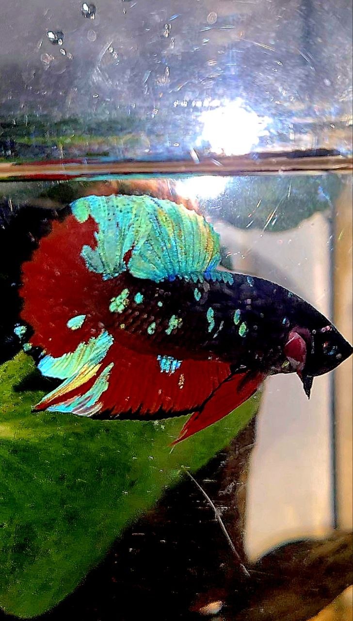 PLAKAT EMERALD BLACK GALAXY AVATAR VAMPIRE BETTA FISH
