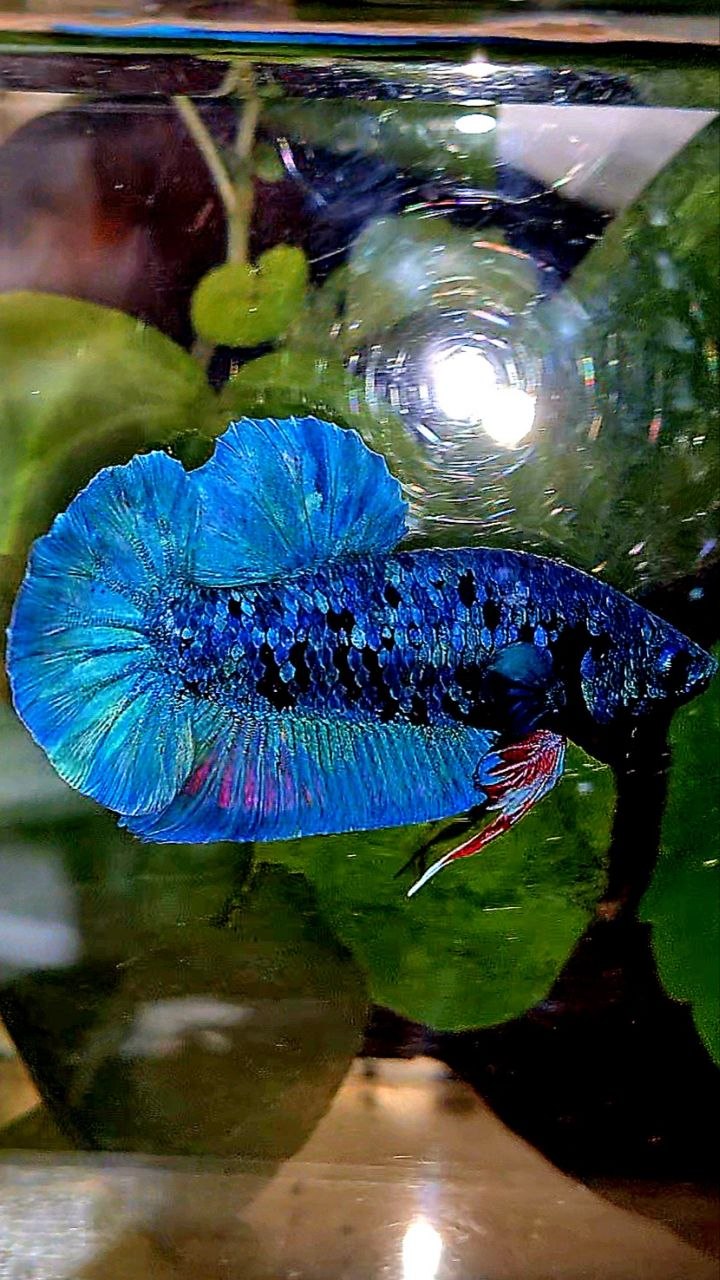 PLAKAT AVATAR BLUE BETTA FISH