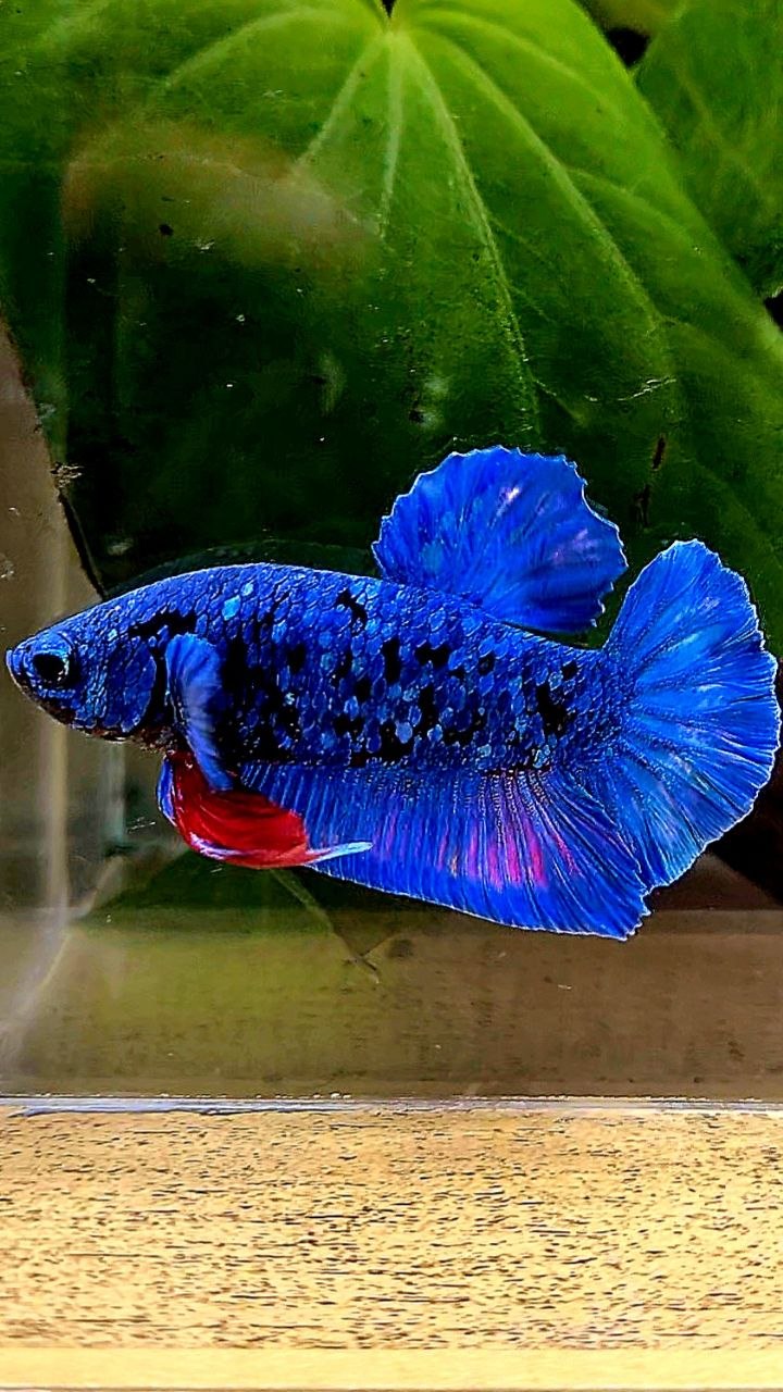 PLAKAT AVATAR BLUE BETTA FISH