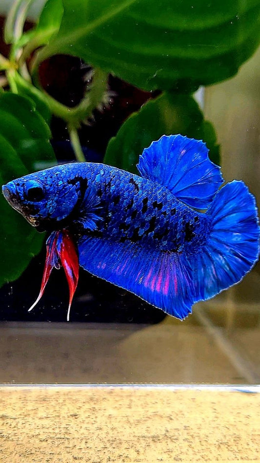 PLAKAT AVATAR BLUE BETTA FISH