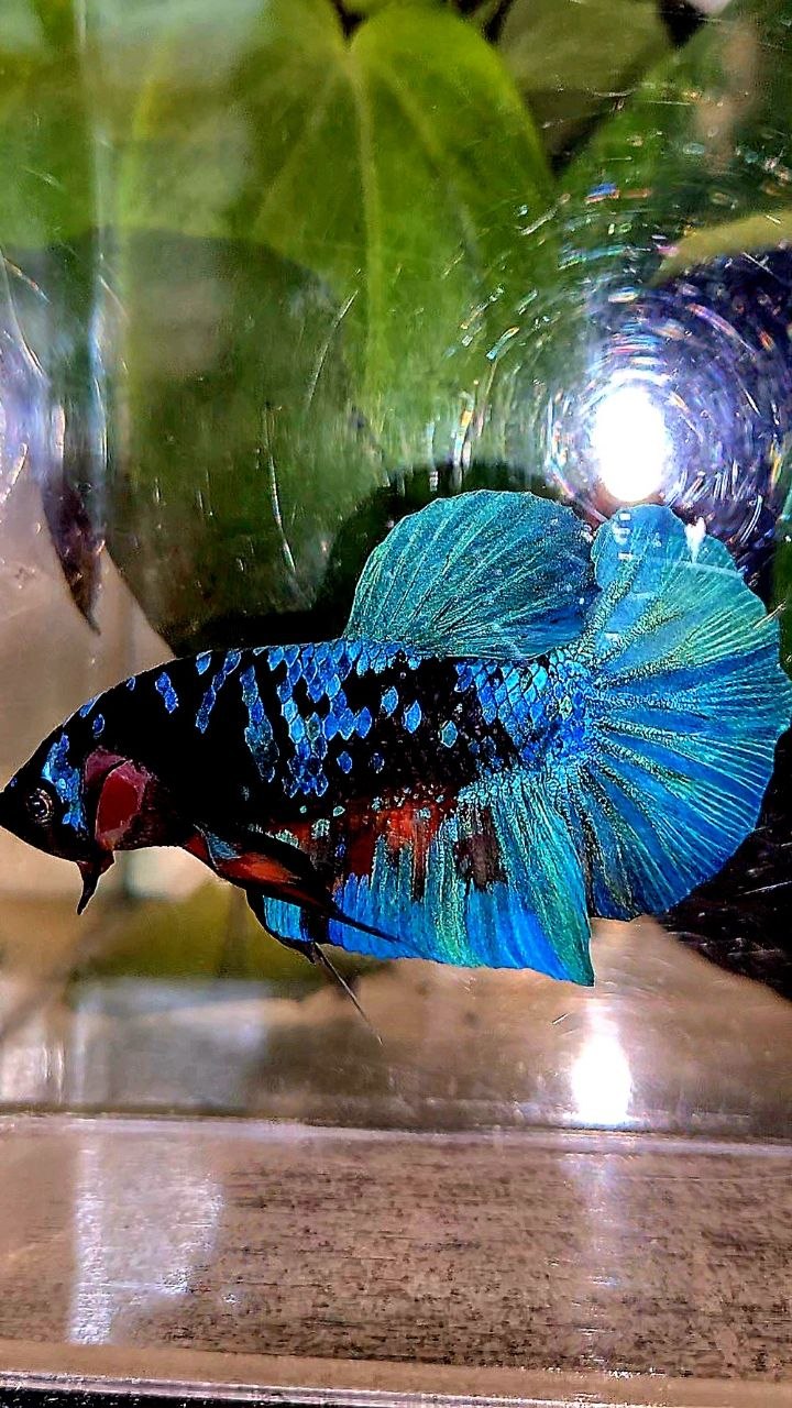 PLAKAT BLACK GALAXY AVATAR BLUE BETTA FISH