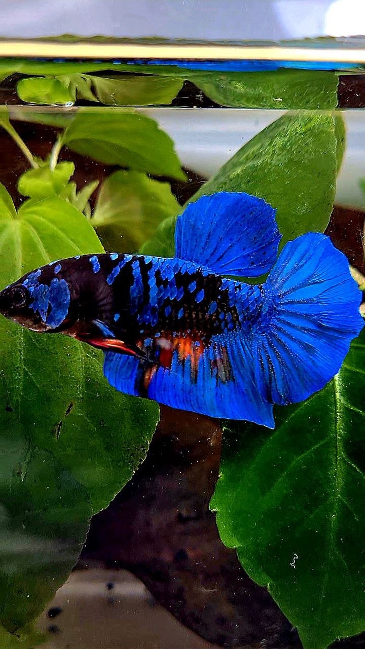 PLAKAT BLACK GALAXY AVATAR BLUE BETTA FISH