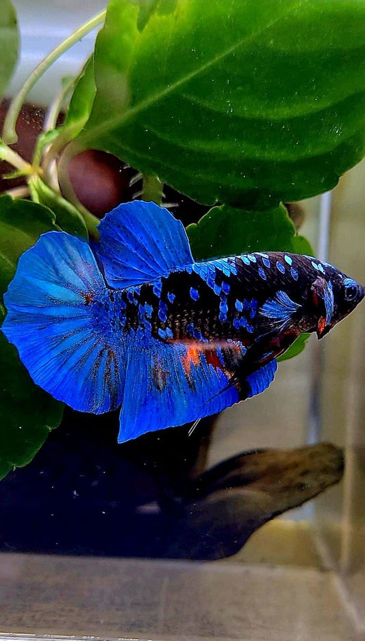 PLAKAT BLACK GALAXY AVATAR BLUE BETTA FISH
