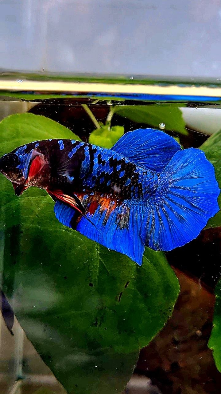 PLAKAT BLACK GALAXY AVATAR BLUE BETTA FISH