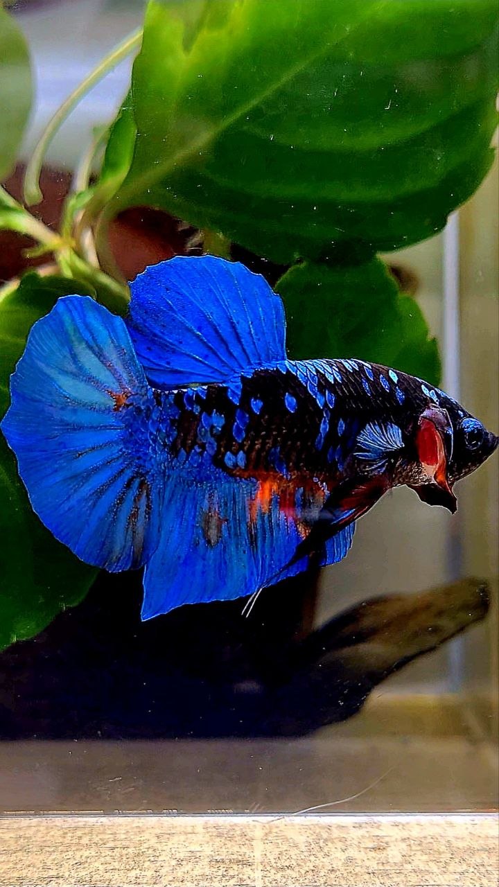 PLAKAT BLACK GALAXY AVATAR BLUE BETTA FISH