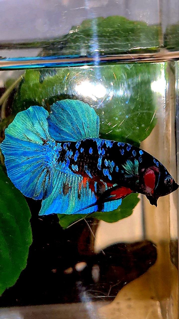 PLAKAT BLACK GALAXY AVATAR BLUE BETTA FISH