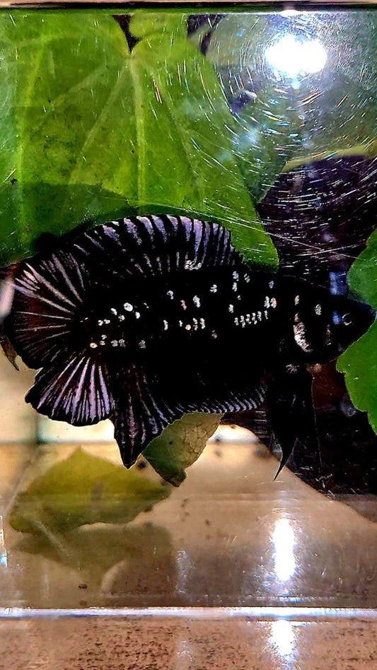PLAKAT DOUBLE TAIL BLACK GALAXY COPPER BATMAN BETTA FISH