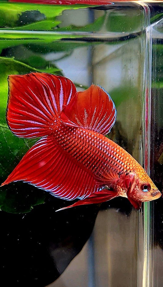 LUXURY SPADE TAIL SPLENDENS HYBRID WILD BETTA FISH