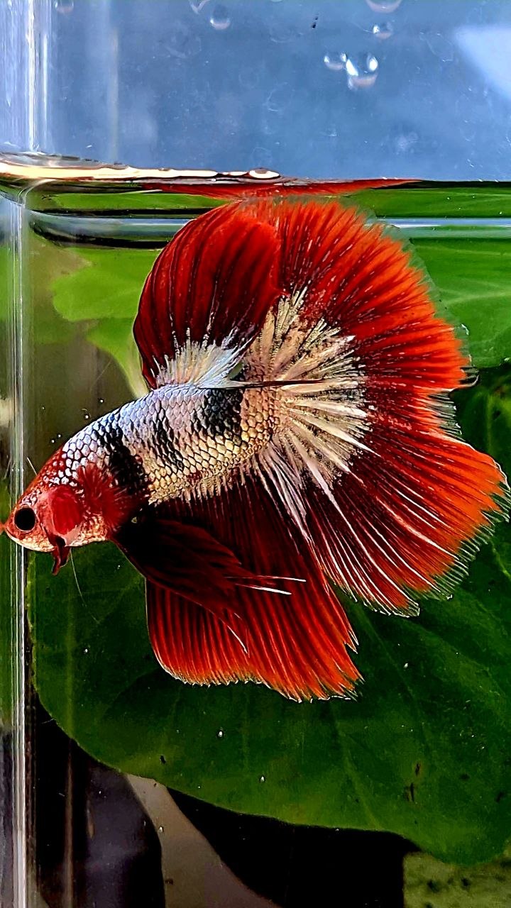 HALFMOON ROSETAIL RED FCCP FANCY COPPER BETTA FISH