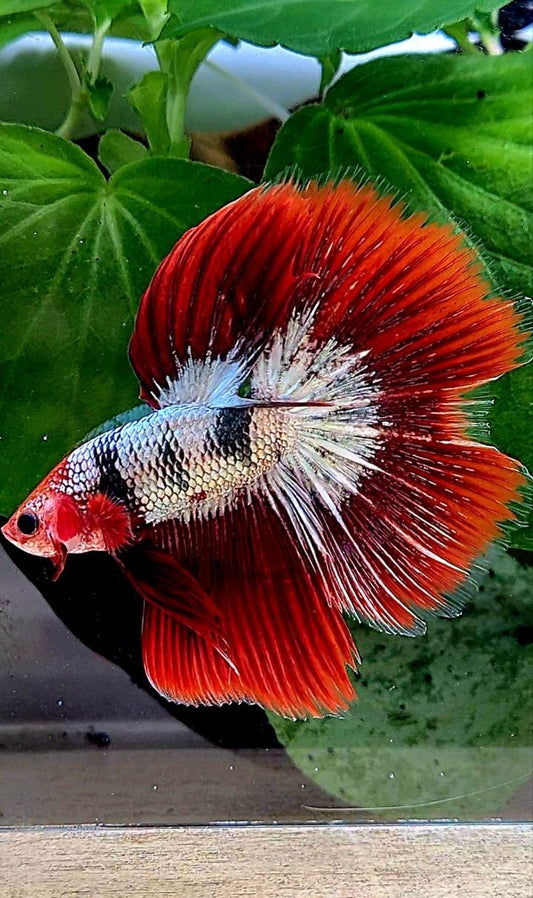 HALFMOON ROSETAIL RED FCCP FANCY COPPER BETTA FISH