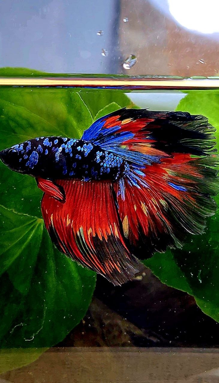 HALFMOON ROSETAIL BLACK GALAXY AVATAR VARIATION FIRE BETTA FISH