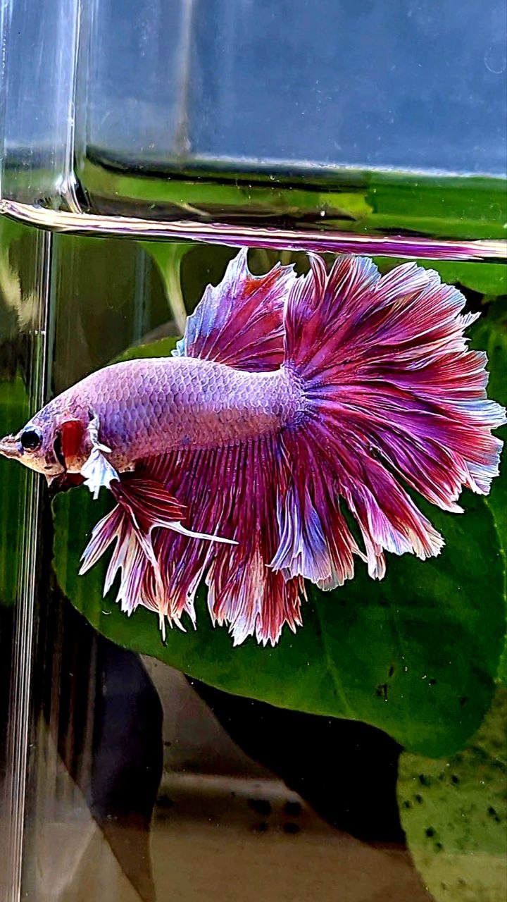 KING FEATHER TAIL HALFMOON PINK PURPLE BETTA FISH