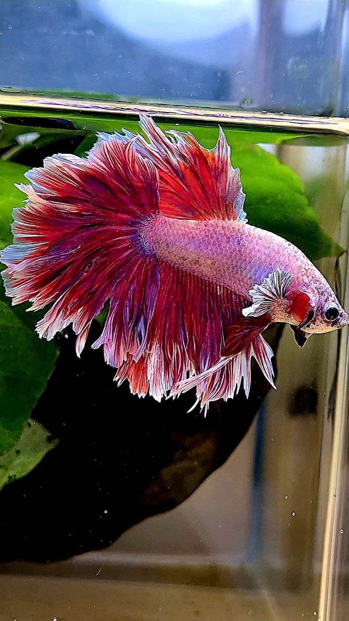 KING FEATHER TAIL HALFMOON PINK PURPLE BETTA FISH